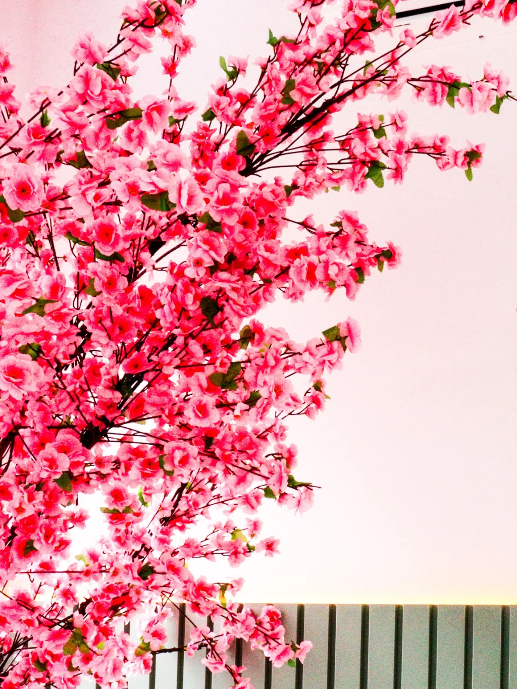 Galhos da árvore de flores rosa contra a parede clara do salão.